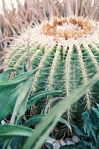 Kaktus auf Ibiza | Naturfotografie