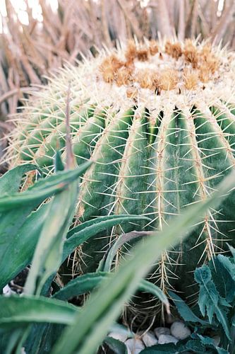 Cactus in Ibiza | Natuurfotografie