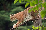 Luchs ( Lynx lynx ) jagt heimlich, still und leise von seinem Ansitz im Baum, Europa. von wunderbare Erde Miniaturansicht
