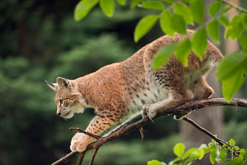 Luchs ( Lynx lynx ) jagt heimlich, still und leise von seinem Ansitz im Baum, Europa. von wunderbare Erde