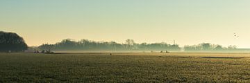 Étreinte brumeuse : brume matinale sur l'herbe et silhouettes d'arbres sur AVP Stock