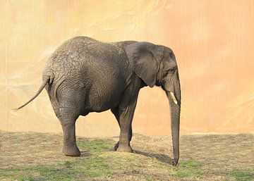 Elephant. by Jose Lok