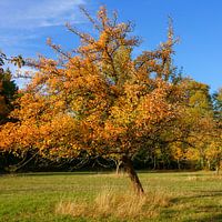 Arbre fruitier d'automne dans un verger de prairie