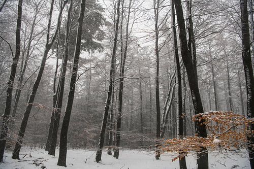 Die Veluwe im Winter
