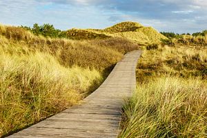 Landscape with dunes on the North Sea island Amrum sur Rico Ködder