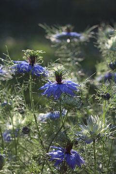 Nigella damascena, Mooie Blauwe Bloemen van Imladris Images