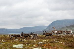 Rentiere in Femundsmarka Norwegen