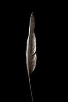 Plume avec gouttes