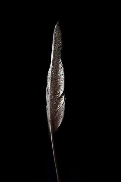 Feather with drops by By Karin