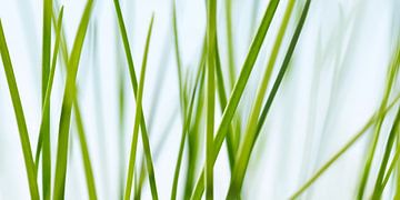 Grass by Violetta Honkisz