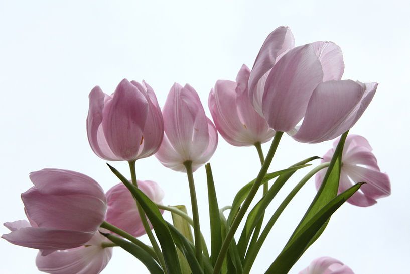 Tulpen in tegenlicht van Herman Peters