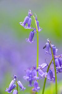 Bluebell flower close up in a forest