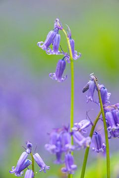 Bluebell flower close up in a forest by Sjoerd van der Wal Photography