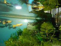 Guppies