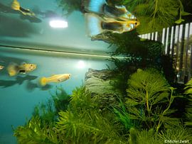 Guppies by Michel Zwart