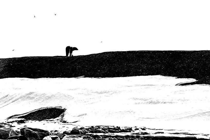 Arktische Legende von Wildpix imagery
