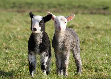 Newborn Lambs by Charlene van Koesveld