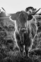 Hooglander