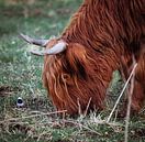 2 vriendjes op 1 plaat! van Photography by Cynthia Frankvoort thumbnail