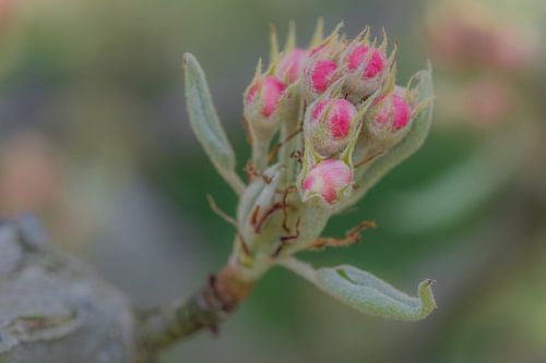 Bloesem in de Betuwe