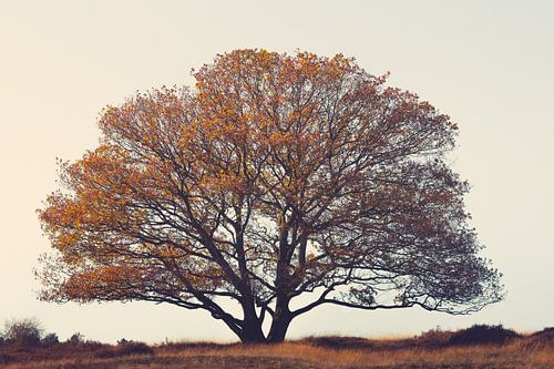 Brüder Baum auf dem Gebiet. von Reversepixel Photography