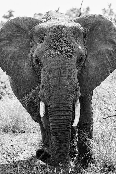 elephant by Michel de Ruijter