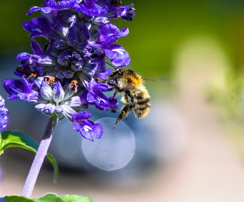 Markro van een vlooiende hommel op een blauwe saliebloem