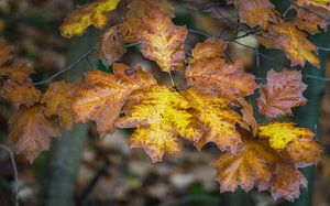 Jaune et brun en automne