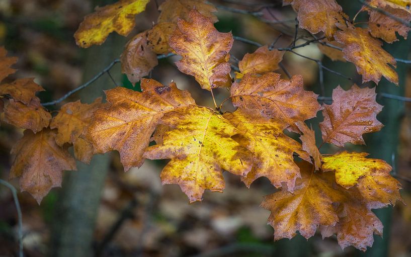 Geel en bruin in de herfst van Mart Houtman