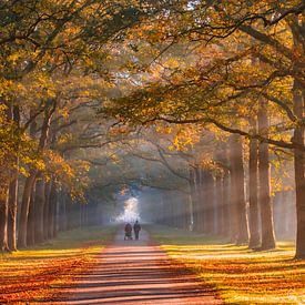 ein magischer Herbstspaziergang entlang der Koningslaan mit Sonnenstrahlen im Morgennebel in Apeldoorn crown domains the Loo von Patrick Oosterman