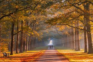 een magische herfst wandeling over de koningslaan Met Zonnestralen in De Ochtend Mistig te Apeldoorn kroondomeinen het Loo van Patrick Oosterman