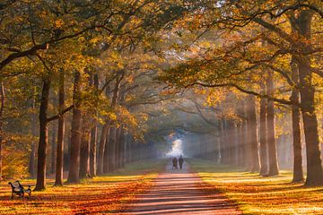 ein magischer Herbstspaziergang entlang der Koningslaan mit Sonnenstrahlen im Morgennebel in Apeldoorn crown domains the Loo von Patrick Oosterman