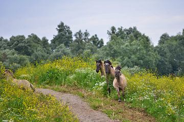 Konik paarden in Koolzaad