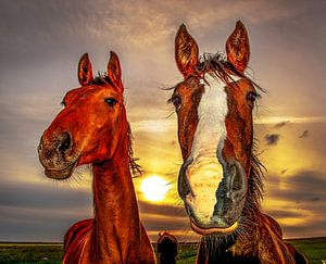 Twee paarden