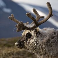 Trotse Svalbard rendieren in het avondlicht