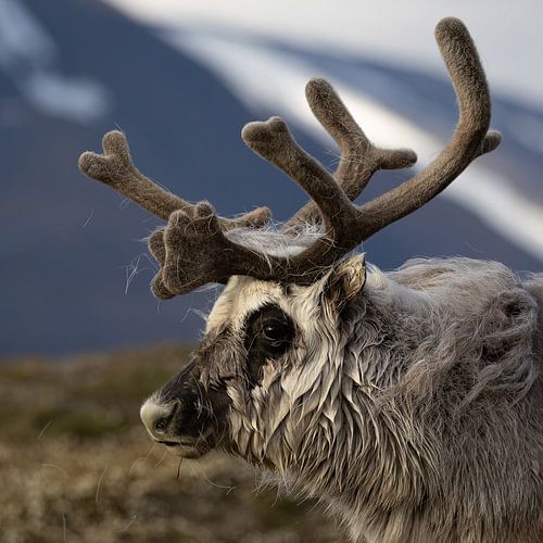 Proud Svalbard reindeer in evening light