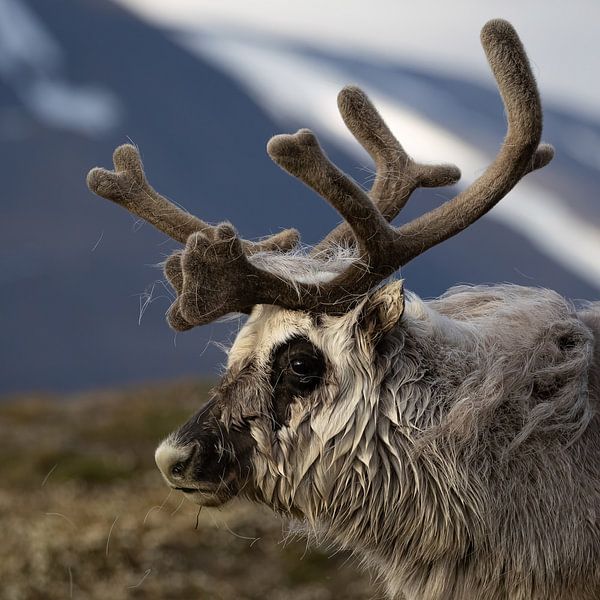 Stolzes Spitzbergen-Rentier im Abendlicht von AylwynPhoto
