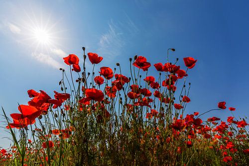 In the poppy field