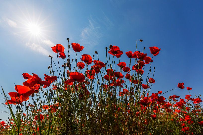 In the poppy field by Frank Herrmann
