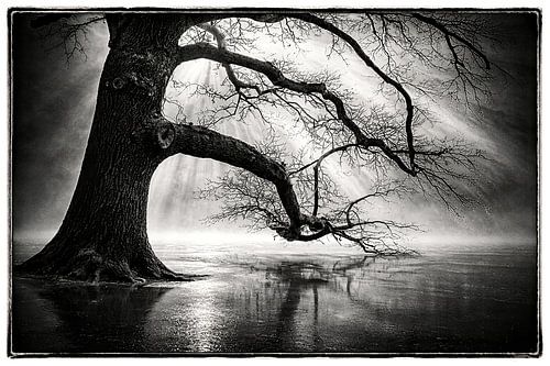 Stedelijke abstracte boom van Johnny Flash