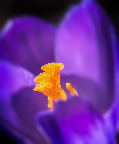 Makro von einer Krokus Blüte von ManfredFotos