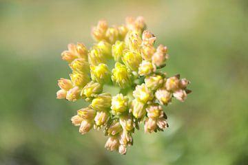 Boeketje bloemen van Angelique Raaijmakers