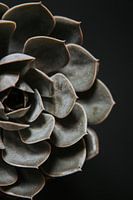 Beautiful succulent