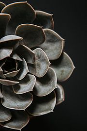 Schöne Sukkulente von Inge van Tilburg