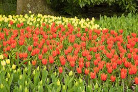 Keukenhof von Wendy Bierings