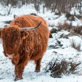 Verschneiter schottischer Highlander von Marcel Kool