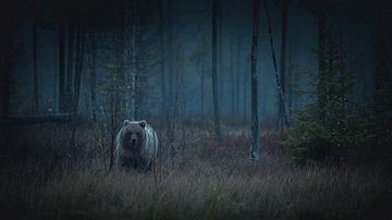 Bear Finland by Ron Frenken