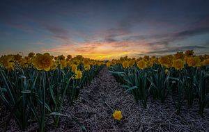 Narcissen bij Zonsondergang sur Mario Calma