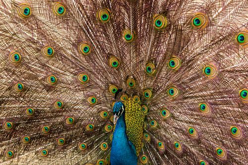 Peacock