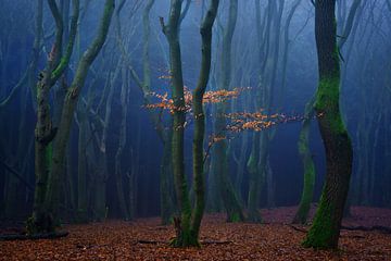 Speulder Magic von Martin Podt